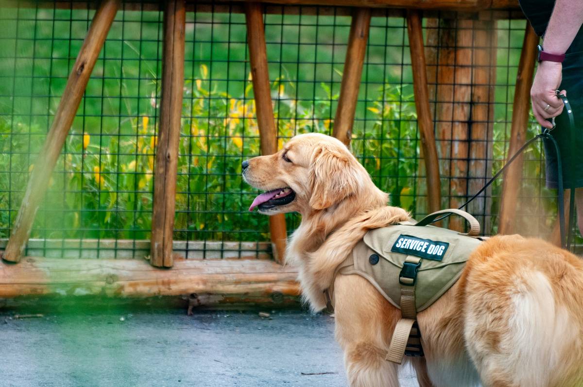 esa dog certification standards showing vet and therapist discussing emotional support animal approval