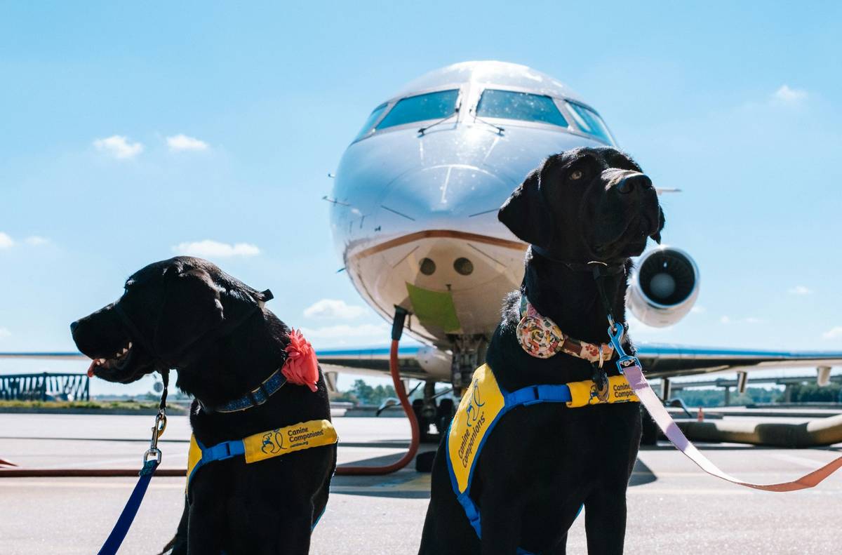 emotional support dog travel rights checklist at airport security