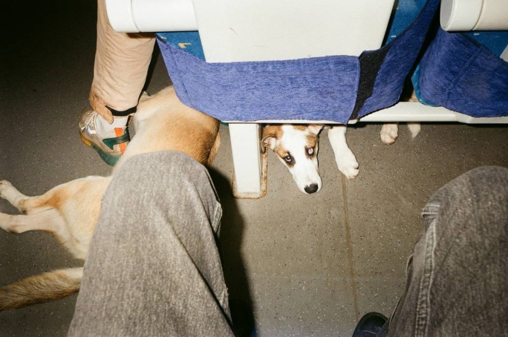 Emotional Support Dog Travel Rights: What Airlines Won’t Tell You