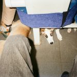 Emotional Support Dog Travel Rights: What Airlines Won’t Tell You