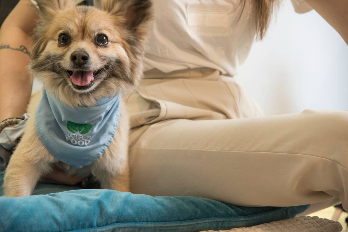 ESA Dog Certification Standards: What You Need to Know (And What No One Tells You)