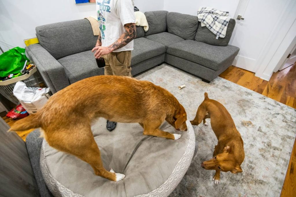 ESA Housing Law Rights: What Every Emotional Support Animal Owner Must Know