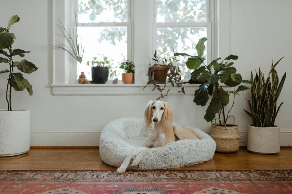 esa legal benefits guide: What Your Emotional Support Animal Rights Really Cover