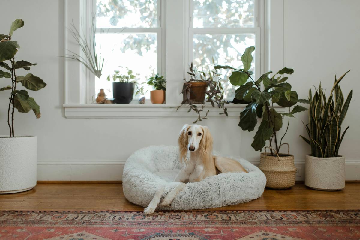 esa legal benefits guide: What Your Emotional Support Animal Rights Really Cover