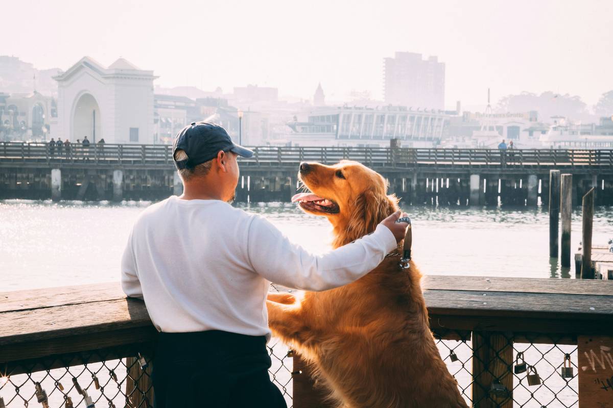 Emotional Support Dog Certification Process: What Most Owners Get Wrong
