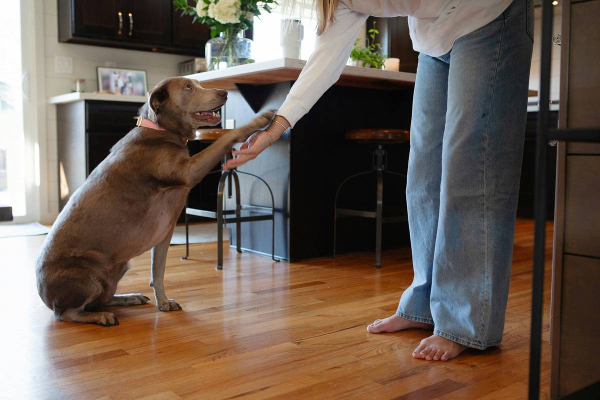 ESA Dog Certification Training: 7 Proven Steps to Avoid Costly Mistakes