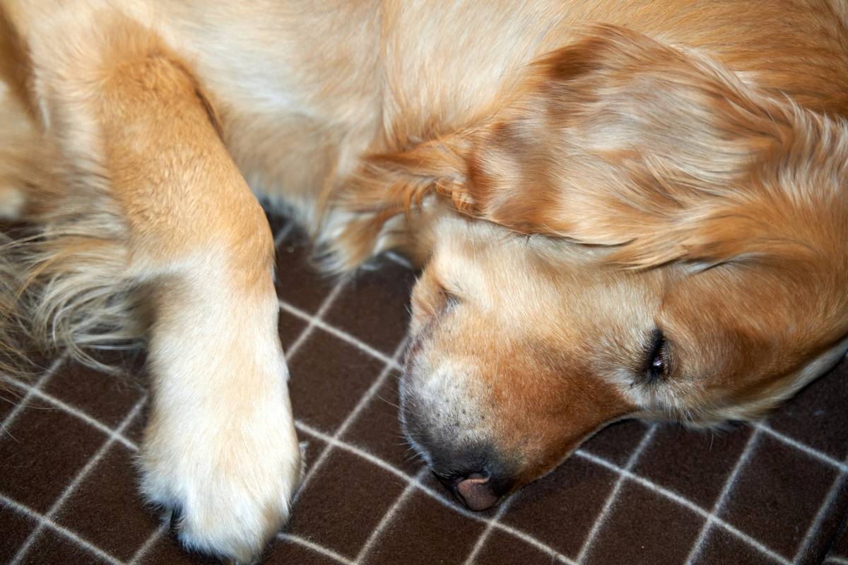 emotional support dog behavior basics: a calm golden retriever sitting quietly beside a person on a couch