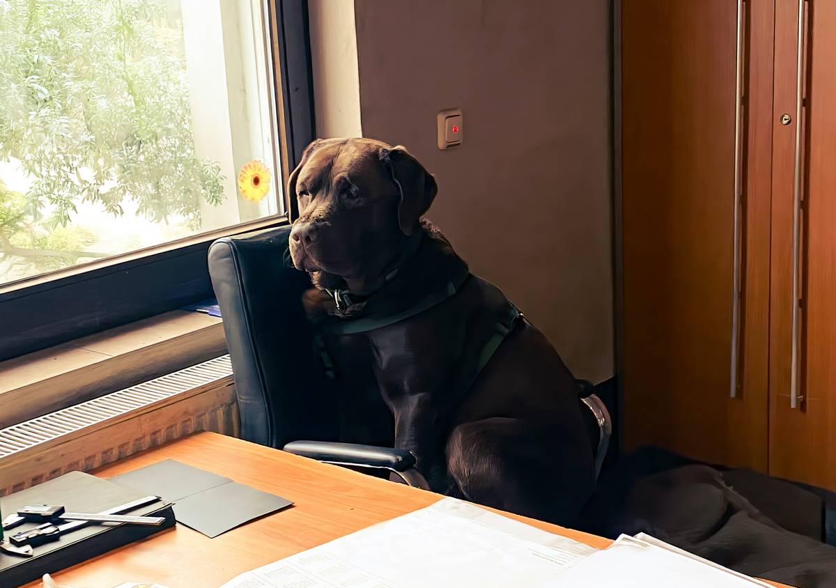 esa certification application guide showing a person filling out official ESA letter forms with their emotional support dog nearby