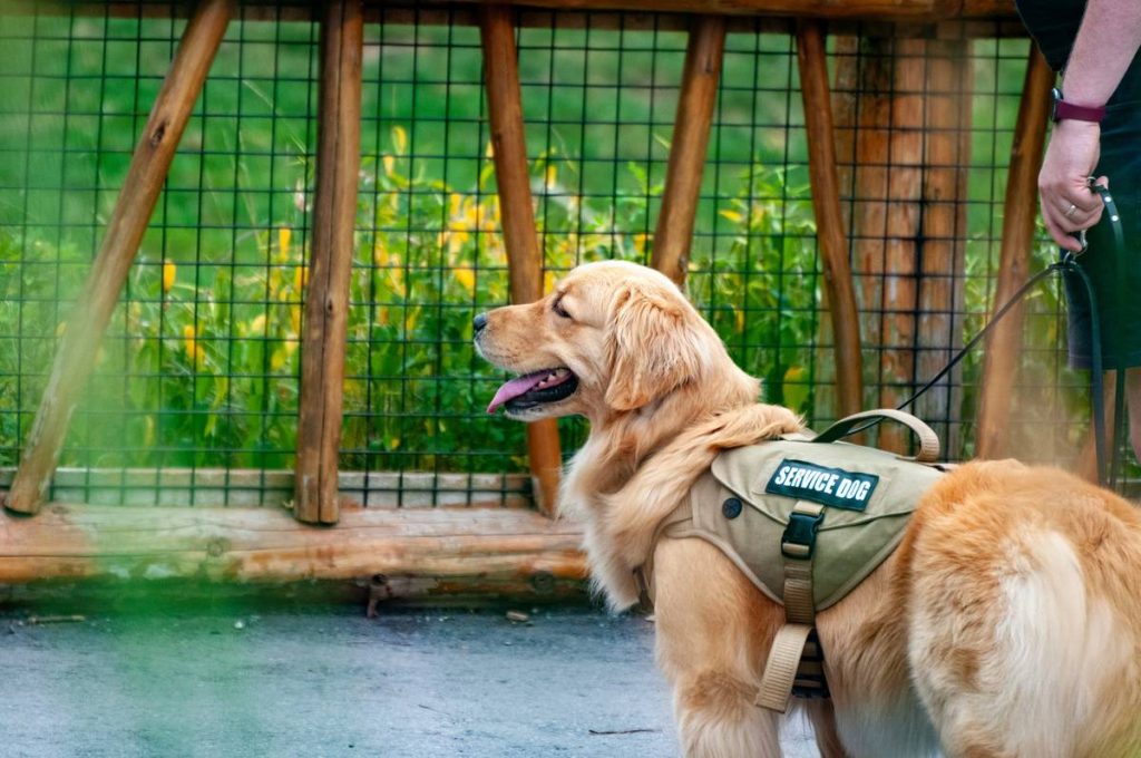 Emotional Support Dog Behavior Basics: 7 Proven Tips to Avoid Costly Mistakes