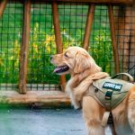 Emotional Support Dog Behavior Basics: 7 Proven Tips to Avoid Costly Mistakes